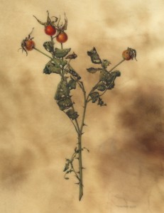 My Dad's Garden (Morden's Blush rose hips), 2020 watercolor on vellum 10 x 9.5 inches