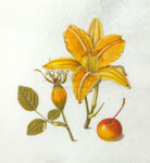 Ashfield Composition:  Orange Daylily, Eglantine Rose Hip, Crab Apple, 2008