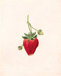 Strawberry, 2005