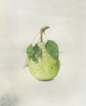 Pear, 2009
