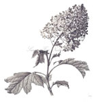 Oak Leaf Hydrangea, 2010
