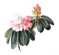 Rhododendron oredoxa, 2008