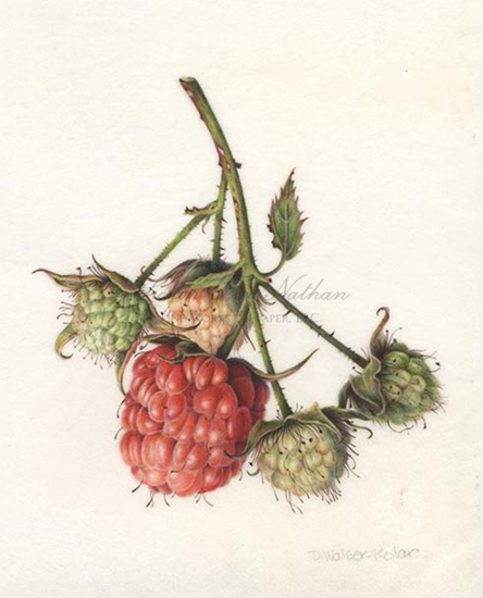 Denise Walser-Kolar's "Almost Ripe Raspberries, 2011."