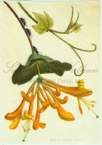 Works by Beverly Duncan