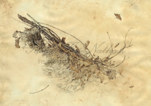 Works by Kate Nessler