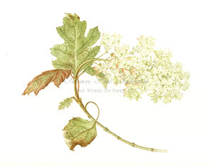 Works by Lizzie Sanders