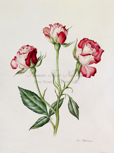 Works by Rose Pellicano