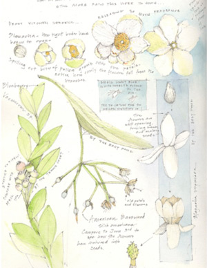 Lara Call Gastinger sketchbook proposal.