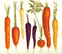 Farmer Market Carrots