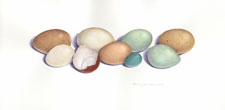 Chicken Eggs & One Robin Egg
