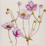 Japanese Anemone, 2017