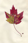 Red Maple and Convergent Ladybug Beetle