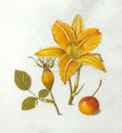 Orange Daylily, Eglantine Rose Hip, Crab Apple and Caterpillar