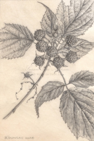 Rubus occidentalis, 2024