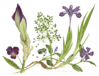 Spring Purples