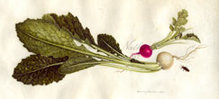 Turnip, Radish & Firefly