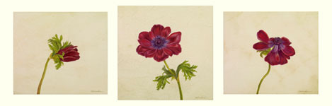 Anemone Triptych, 2008