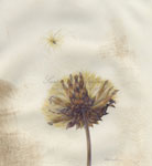 Artichoke launched, 2011