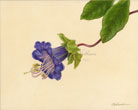 Cobaea scandens, 2011