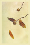 Medlars, 2009