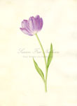 Tulip