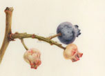 Blueberries, 2011 (magnified x 5)