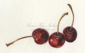 Three Cherries, 2011