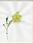 Petunia III, 2011