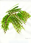 Pine-Berries II, 2010