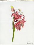 Pink Amaryllis II, 2008