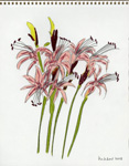Pink Amaryllis IV, 2008