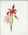 Pink Amaryllis I, 2008