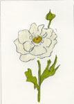White Ranunculus IV, 2009