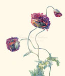 Double Opium Poppy, 2017