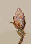 Magnolia, 2011