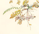 Sorbus gonggashanica (mountain ash), 2017