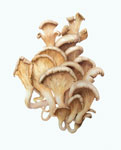 Oyster Mushroom, 2008