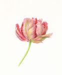 Parrot Tulip, 2011 (1)