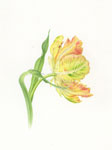 Parrot Tulip, 2011 (2)