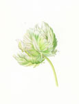 Parrot Tulip, 2011 (3)