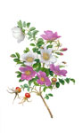 Rosa Rugosa, 2011