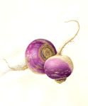 Turnip, 2009