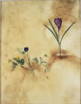 Crocus, Yellow Violet, and Common Blue Violet, 2006