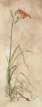 Day Lily