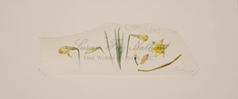 Daffodil Edge Painting, 2010