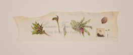 Hellebore Edge Painting, 2010