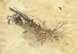 Fungus 1