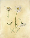 Shasta Daisy