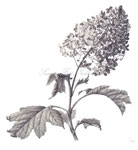 Oak Leaf Hydrangea