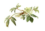 Hellebore nigercors, 2010
